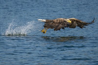 Seeadler / White-tailed Eagle - Eagle of the rain  - Gray Eagle - White-tailed Sea-eagle